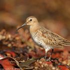 Alpenstrandläufer (Calidris alpina)