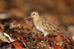 Alpenstrandläufer (Calidris alpina)