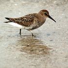 Alpenstrandläufer ( Calidris alpina)