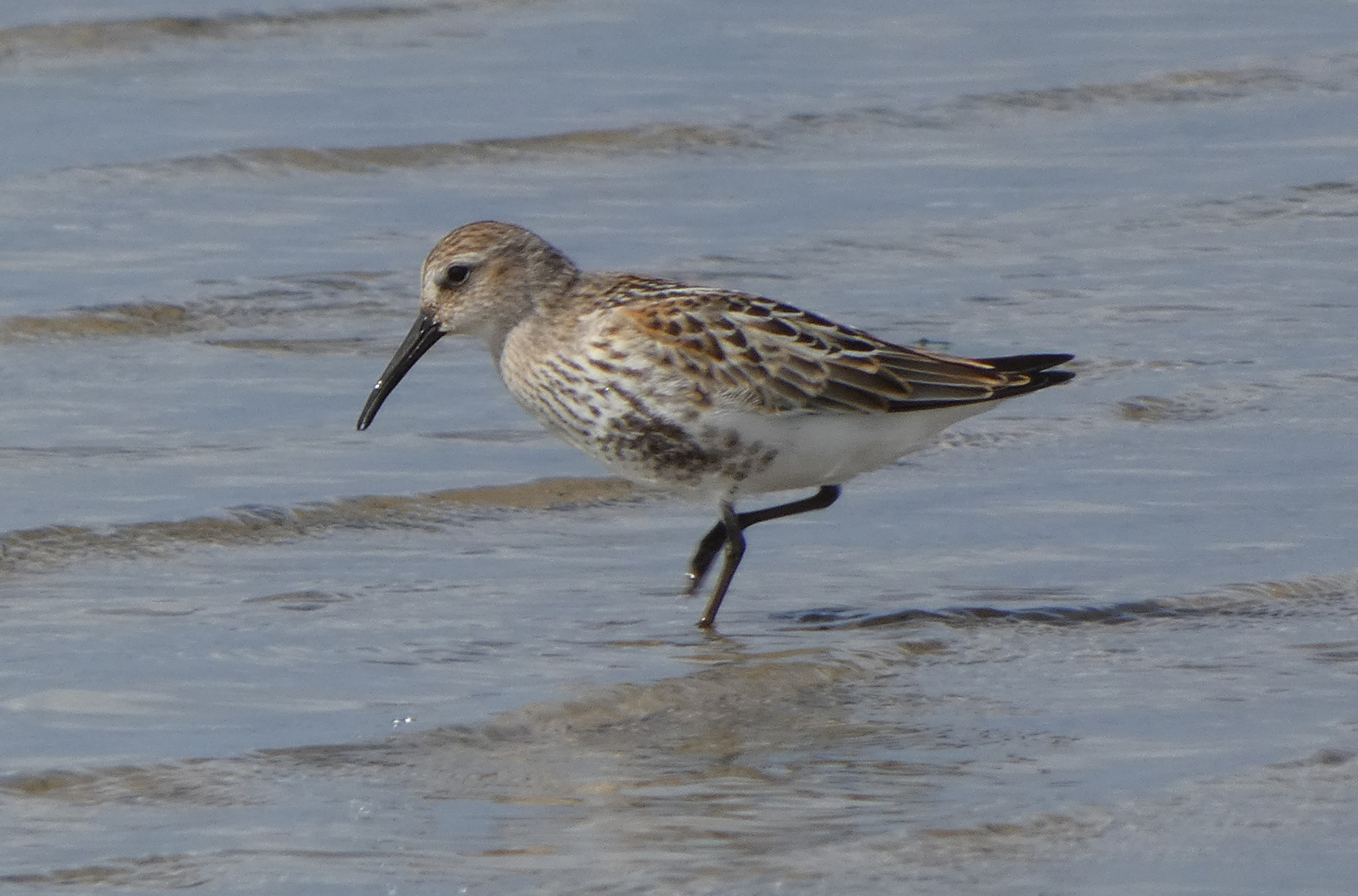 Alpenstrandläufer (Calidris alpina)