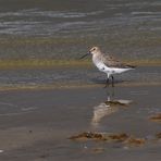 Alpenstrandläufer (Calidris alpina)