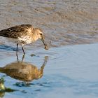 Alpenstrandläufer (Calidris alpina)