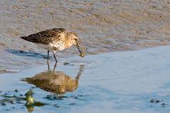 Alpenstrandläufer (Calidris alpina)