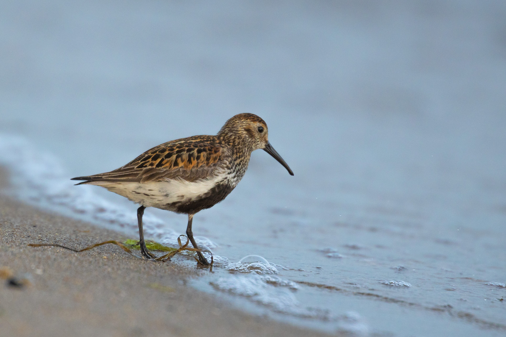 Alpenstrandläufer (Calidris alpina)