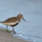 Alpenstrandläufer (Calidris alpina)