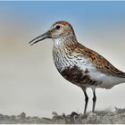 Alpenstrandläufer - Calidris alpina