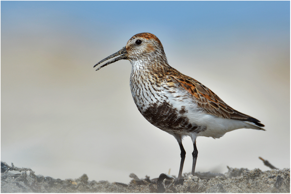 Alpenstrandläufer - Calidris alpina