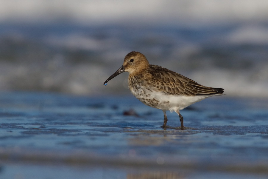 Alpenstrandläufer ( Calidris alpina )