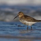 Alpenstrandläufer ( Calidris alpina )