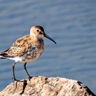 Alpenstrandläufer (Calidris alpina)