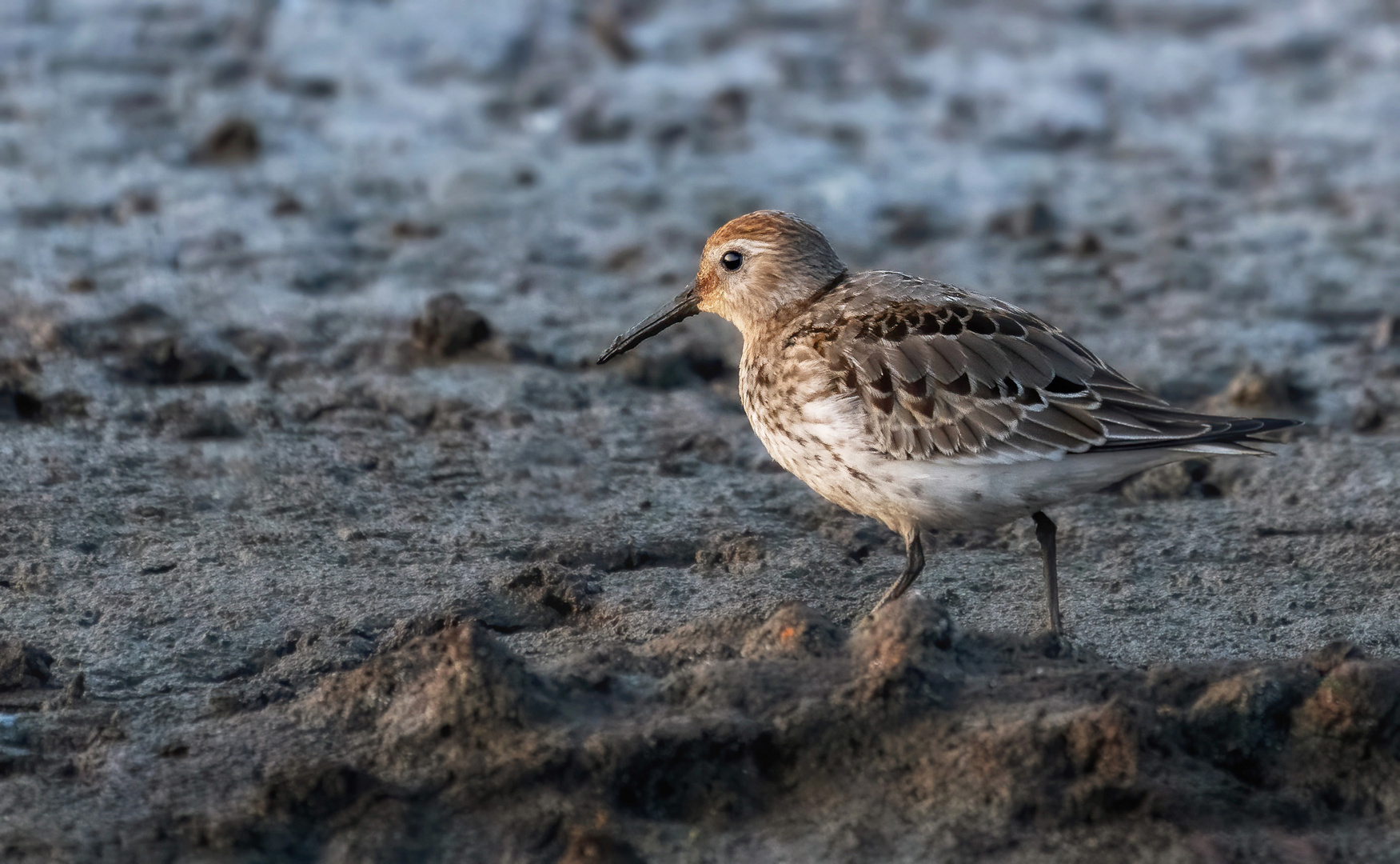 Alpenstrandläufer (Calidris alpina)