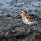 Alpenstrandläufer (Calidris alpina)