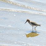 Alpenstrandläufer, (Calidris alpina), Dunlín, Correlimos común