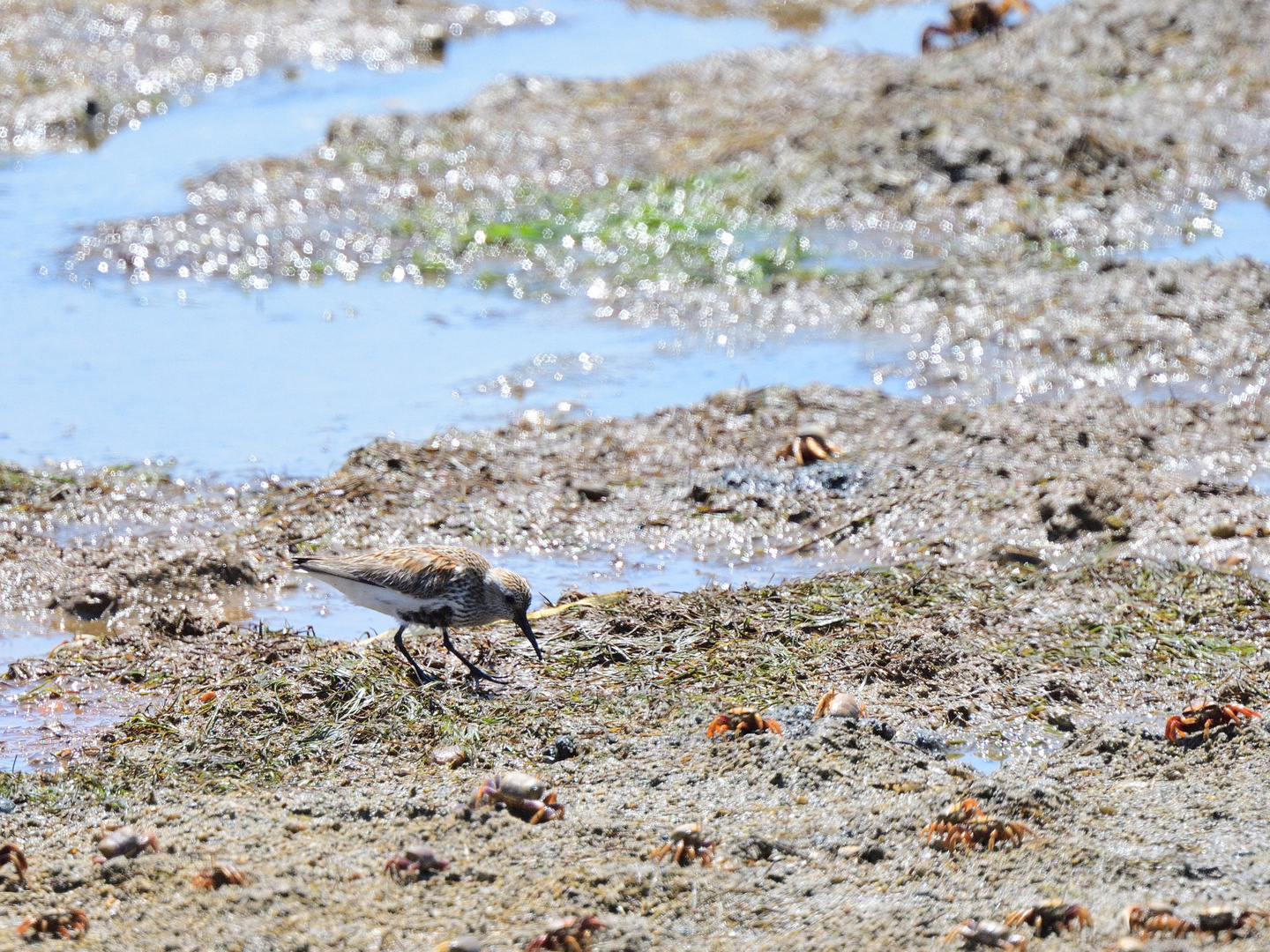 Alpenstrandläufer (Calidris alpina), Dunlin, Correlimos común