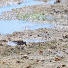 Alpenstrandläufer (Calidris alpina), Dunlin, Correlimos común