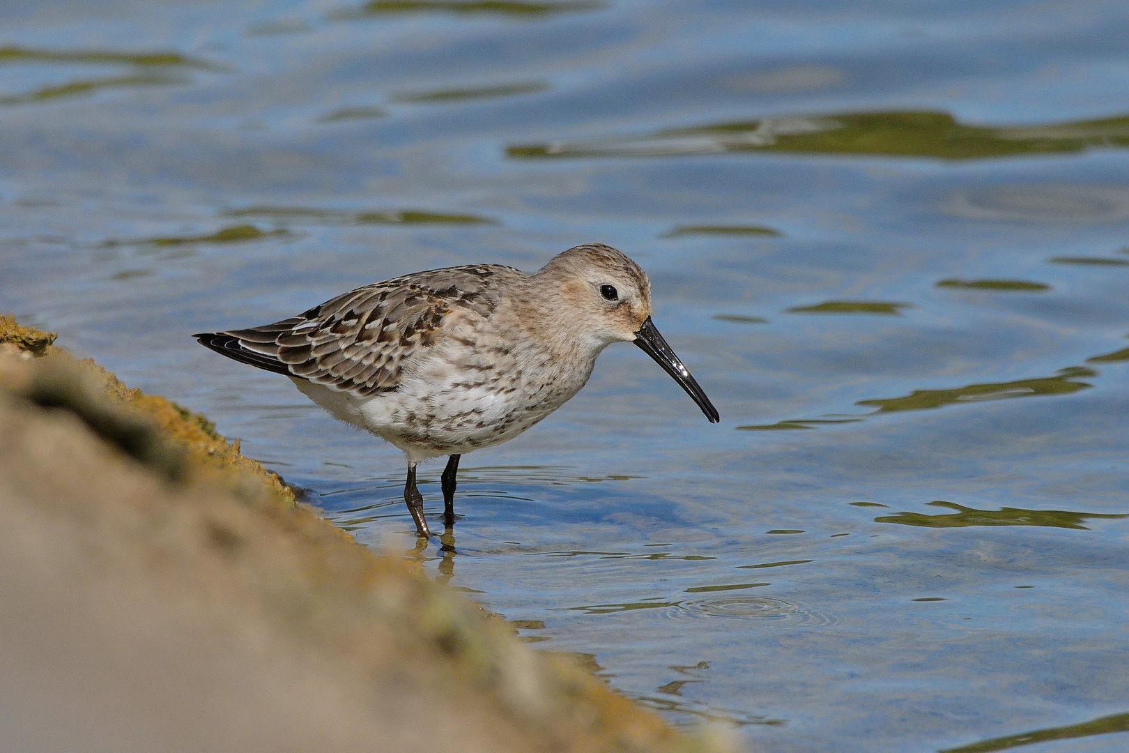 Alpenstrandläufer (Calidris alpina)