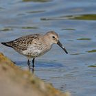 Alpenstrandläufer (Calidris alpina)