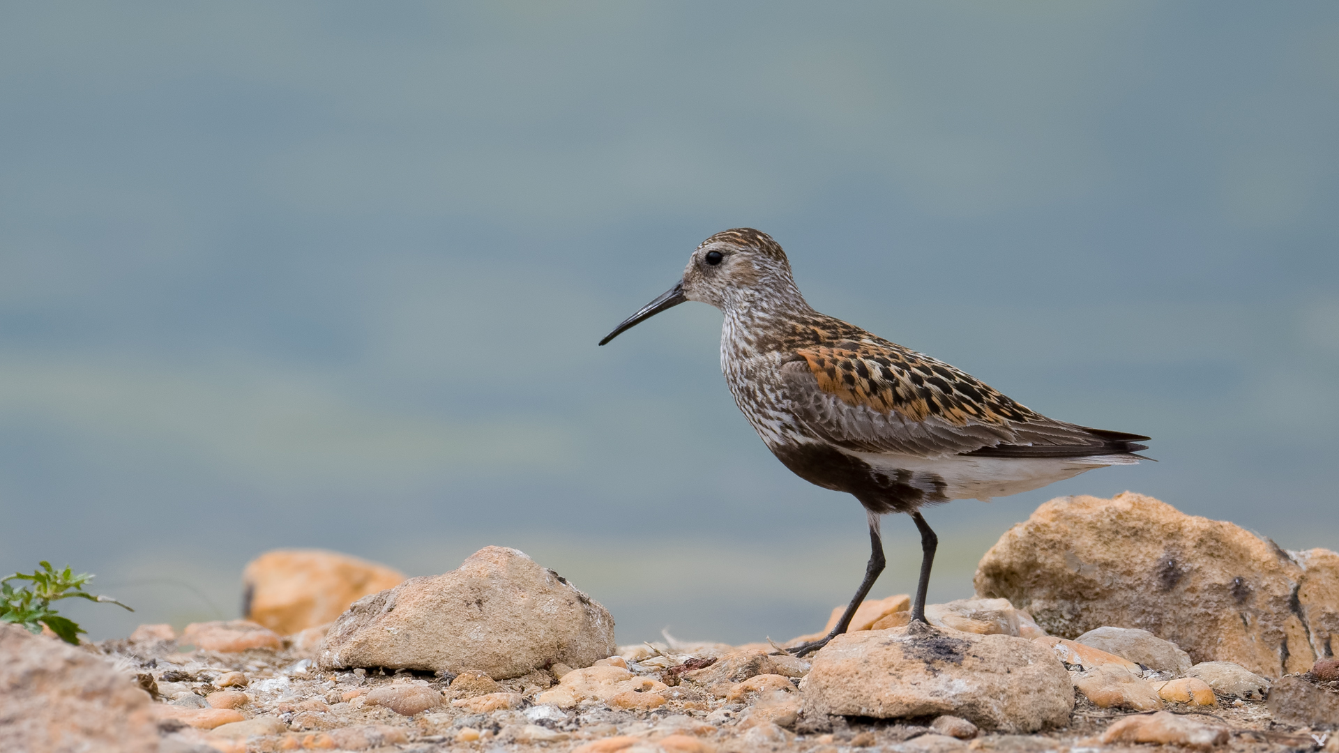 Alpenstrandläufer ( Calidris alpina ) im Prachtkleid