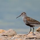 Alpenstrandläufer ( Calidris alpina ) im Prachtkleid