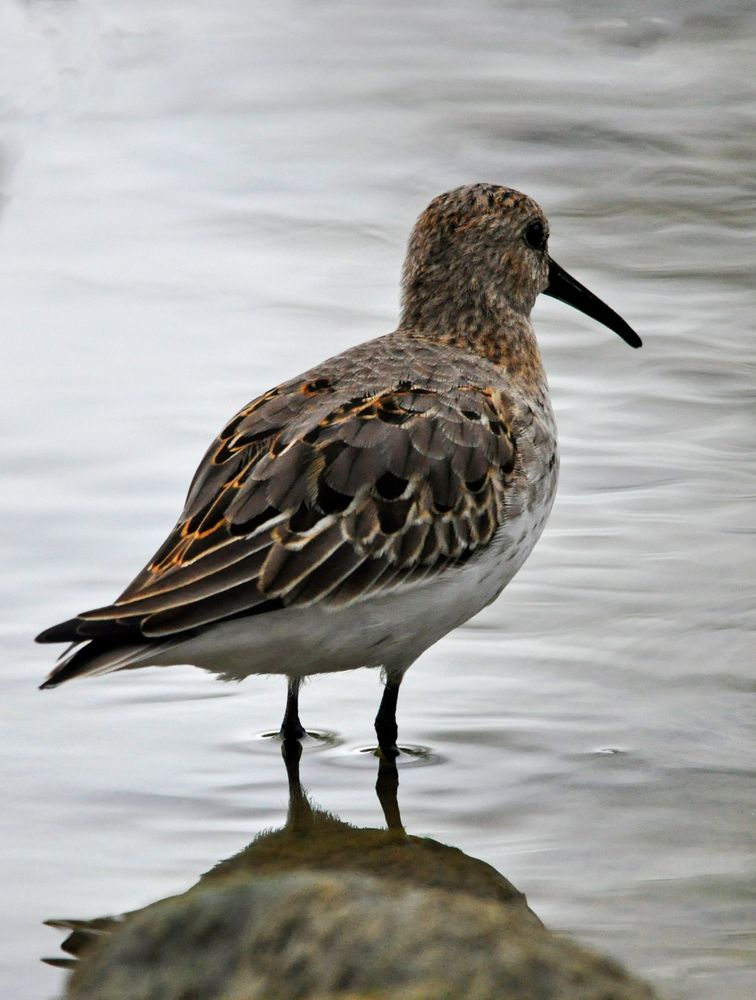 Alpenstrandläufer (Calidris alpina), in der Stampf, 2015