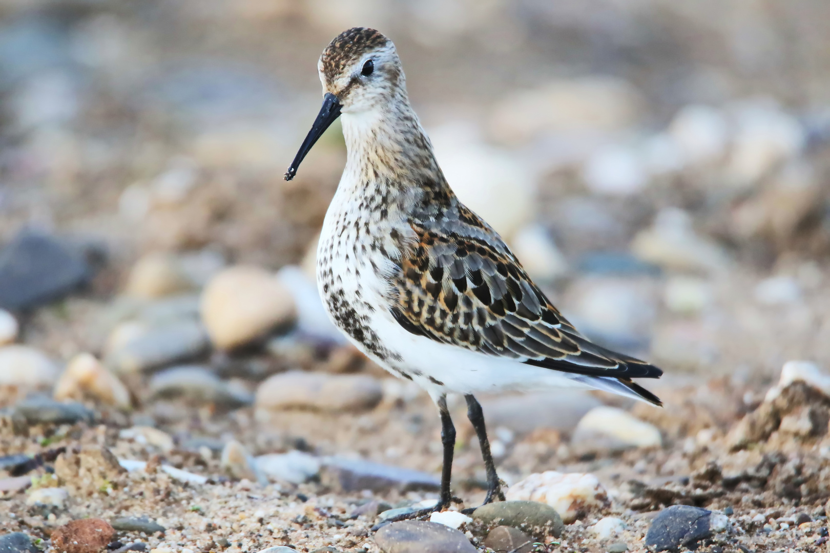 Alpenstrandläufer (Calidris alpina) Nr.1