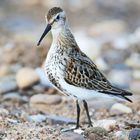 Alpenstrandläufer (Calidris alpina) Nr.1