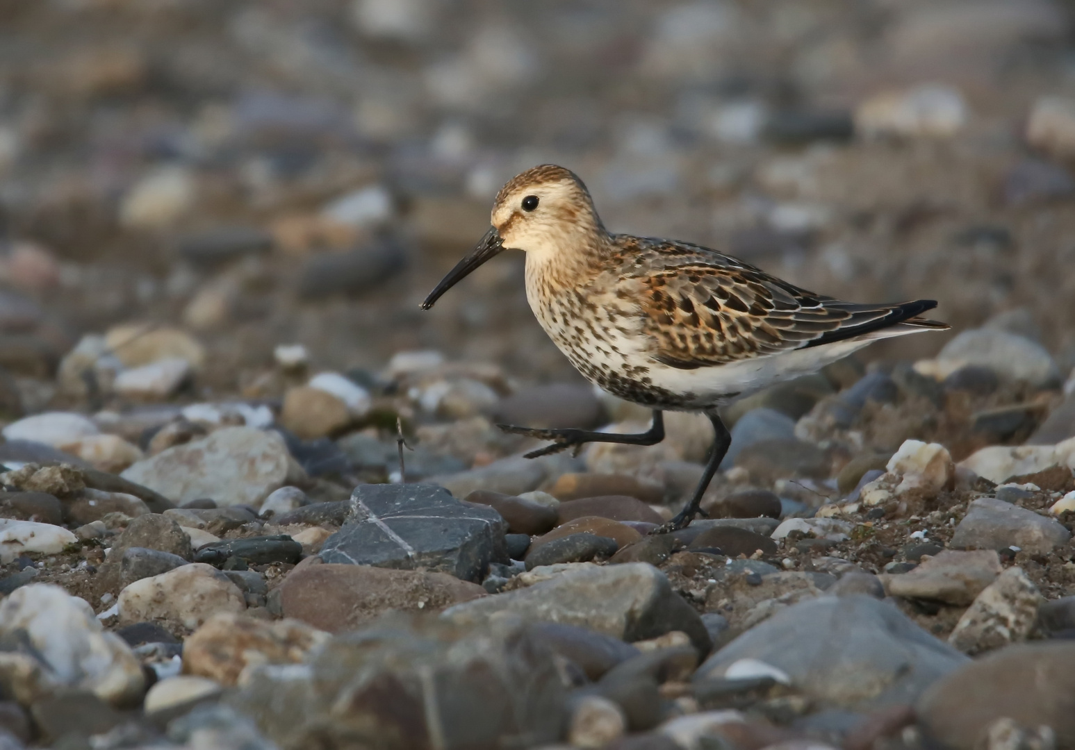 Alpenstrandläufer (Calidris alpina) Nr.2