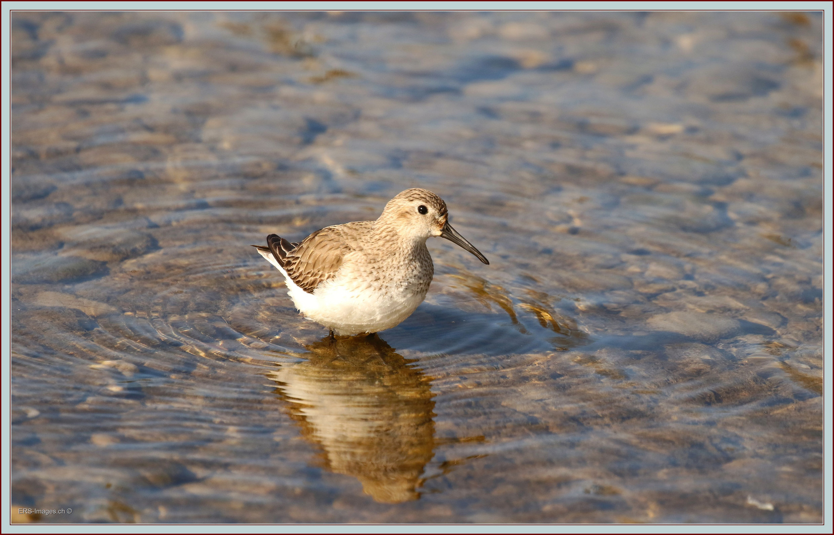 Alpenstrandläufer (Calidris Alpina) Reuss Ottenbach 2016-03-28 059 ©