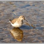 Alpenstrandläufer (Calidris Alpina) Reuss Ottenbach 2016-03-28 059 ©