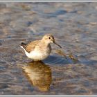 Alpenstrandläufer (Calidris Alpina) Reuss Ottenbach 2016-03-28 059 ©