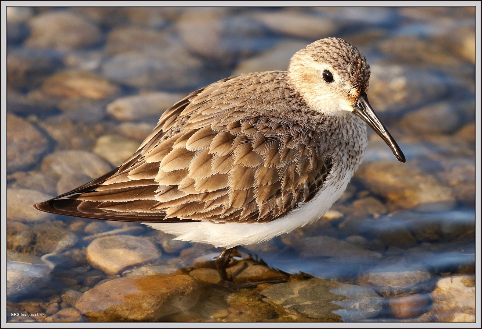 Alpenstrandläufer (Calidris Alpina) Reuss Ottenbach 28.03.16 836 (35) Bécasseau ©