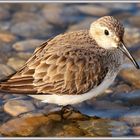 Alpenstrandläufer (Calidris Alpina) Reuss Ottenbach 28.03.16 836 (35) Bécasseau ©