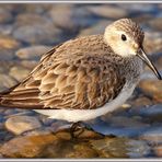 Alpenstrandläufer (Calidris Alpina) Reuss Ottenbach 28.03.16 836 (35) Bécasseau ©