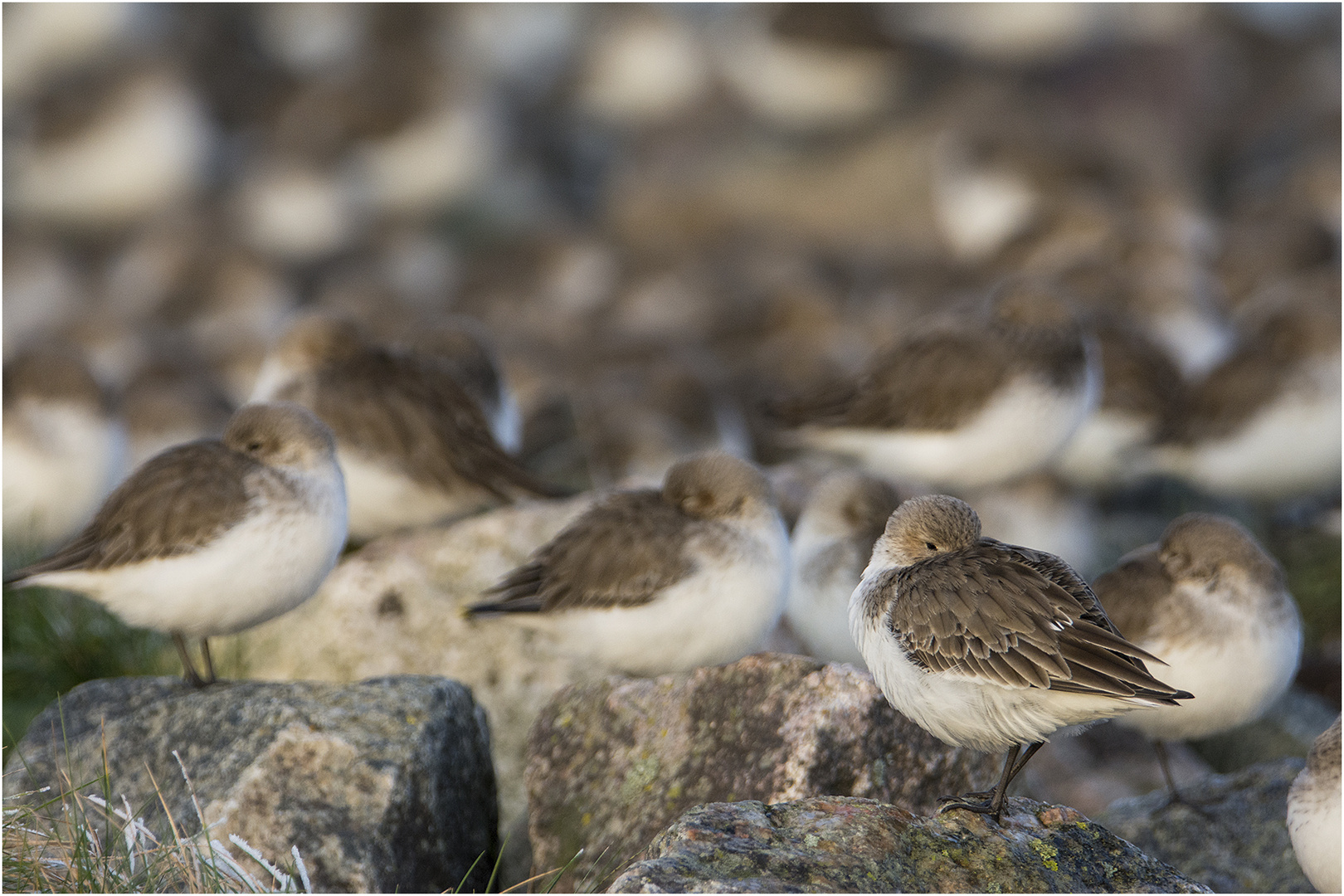 Alpenstrandläufer (Calidris alpina) sind . . .