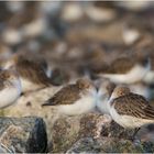 Alpenstrandläufer (Calidris alpina) sind . . .