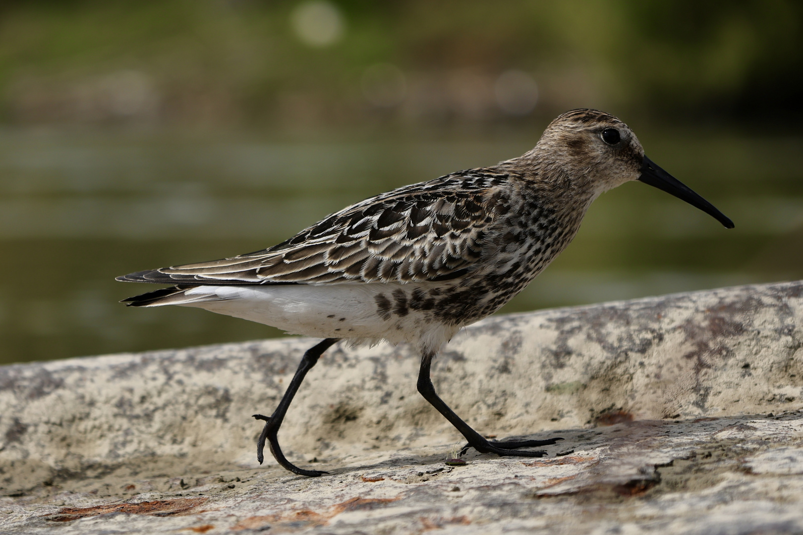 Alpenstrandläufer