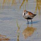 Alpenstrandläufer - Dunlin (Calidris alpina)