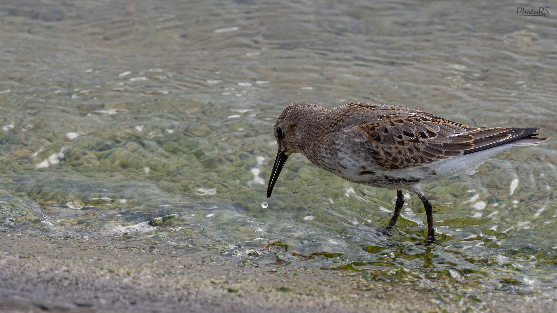 Alpenstrandläufer