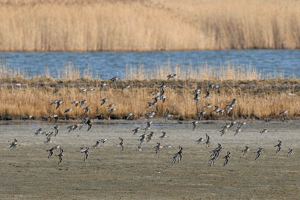 Alpenstrandläufer – Flug