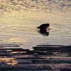 Alpenstrandläufer im Abendlicht