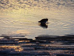 Alpenstrandläufer im Abendlicht