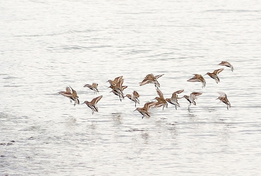 Alpenstrandläufer im Anflug