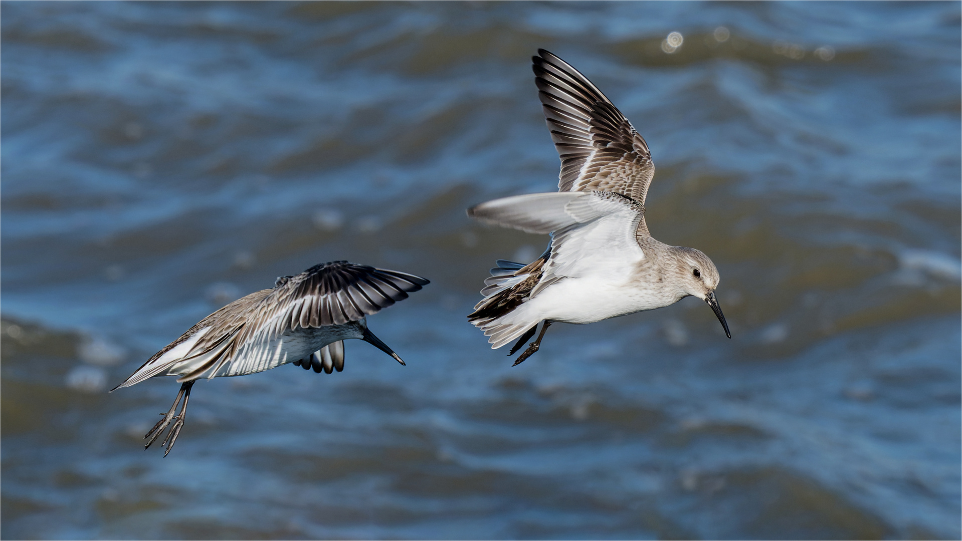 Alpenstrandläufer im Anflug  .....