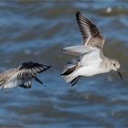 Alpenstrandläufer im Anflug  .....