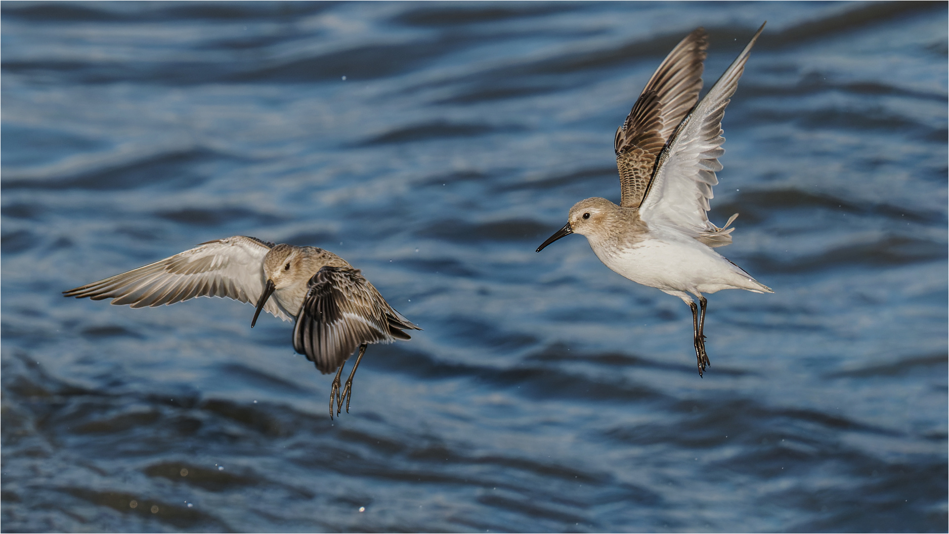 Alpenstrandläufer im Anflug  .....