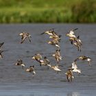 Alpenstrandläufer im Anflug