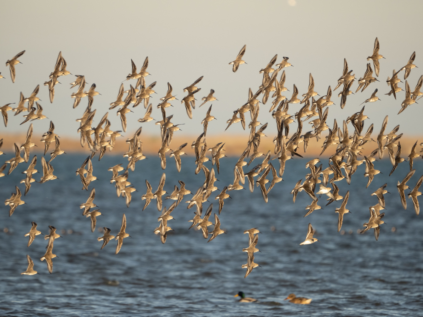 Alpenstrandläufer im Flug