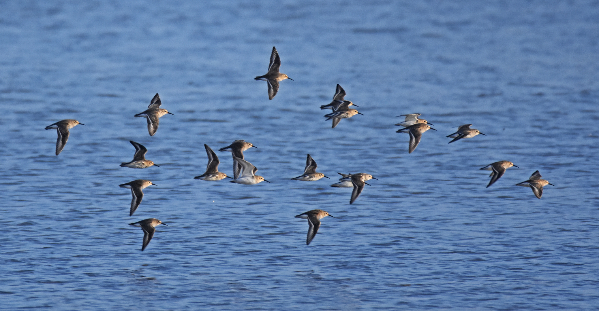 Alpenstrandläufer im Formationsflug