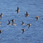 Alpenstrandläufer im Formationsflug