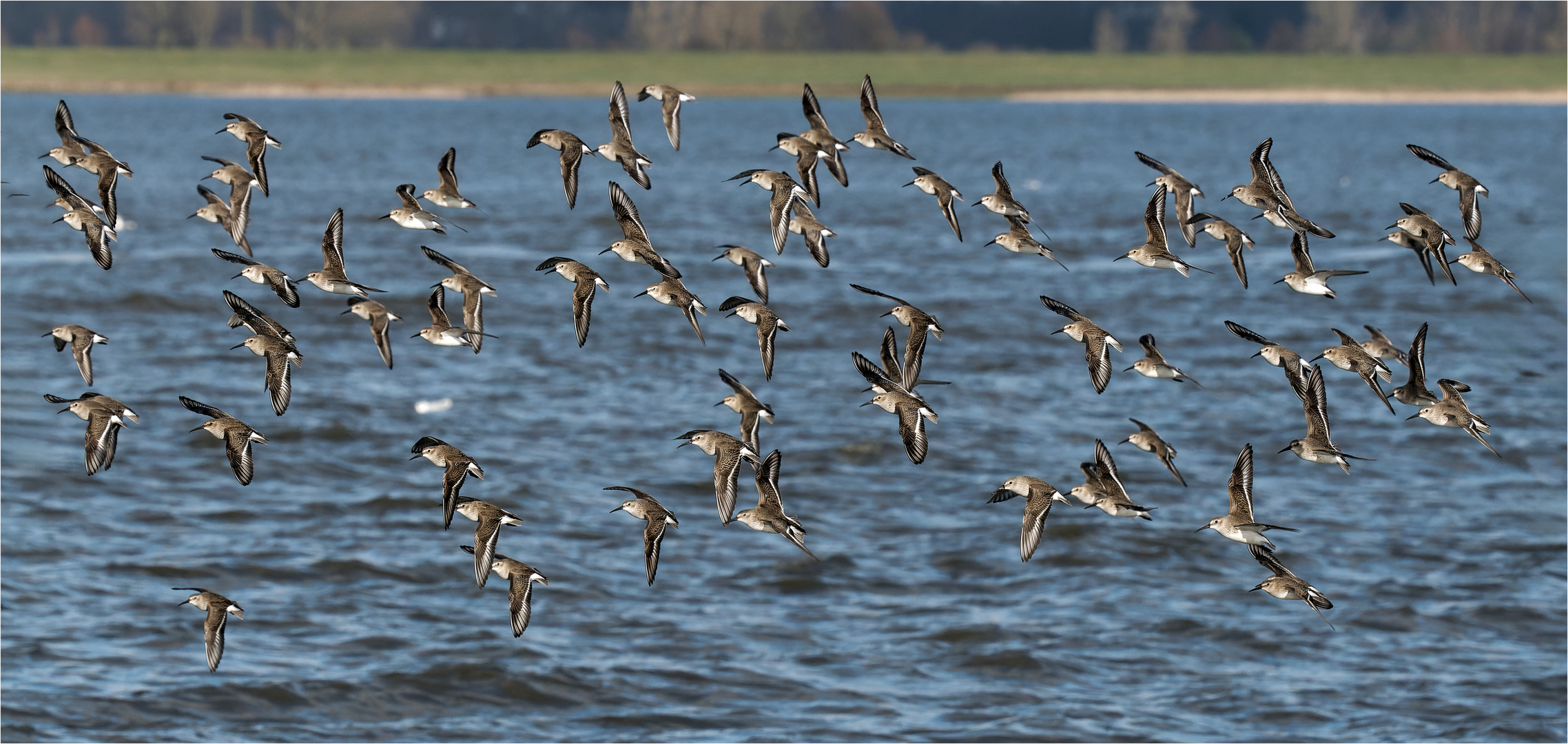 Alpenstrandläufer im Formationsflug stromabwärts Richtung Cuxhafen  .....